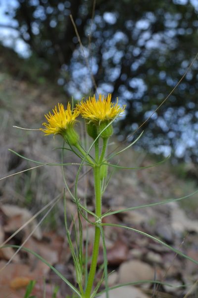 Sinclairia angustissima, photographed by alejandrozab