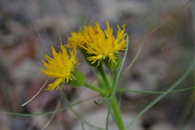 Sinclairia angustissima, photographed by alejandrozab