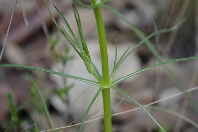 Sinclairia angustissima, photographed by alejandrozab