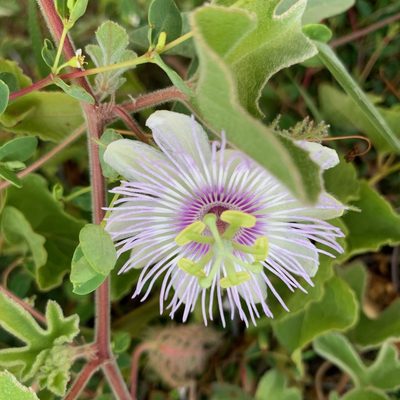 Passiflora pentaschista, photographed by Bill Levine