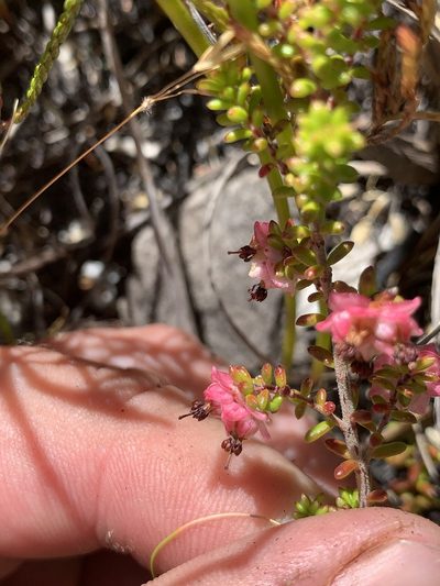 Erica azaleifolia, photographed by Matthew Fainman