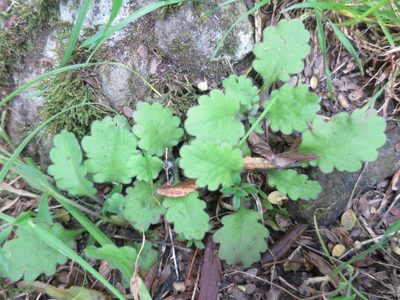 Lagenophora pinnatifida, photographed by Alice Shanks