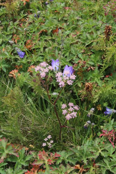 Carum meifolium, photographed by Dmitriy Bochkov