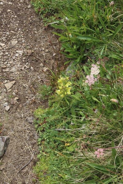 Pedicularis sibthorpii, photographed by Dmitriy Bochkov