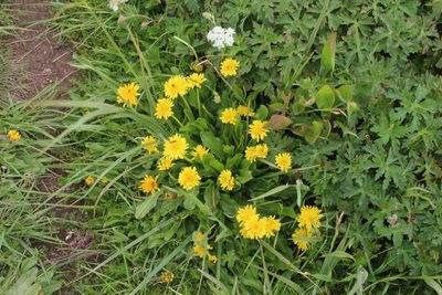 Taraxacum stevenii, photographed by Dmitriy Bochkov
