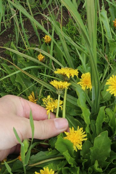 Taraxacum stevenii, photographed by Dmitriy Bochkov