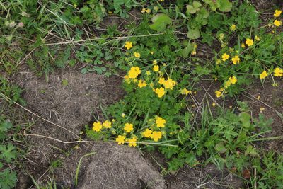 Potentilla ruprechtii, photographed by Dmitriy Bochkov