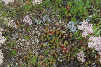 Sedum tenellum, photographed by Dmitriy Bochkov