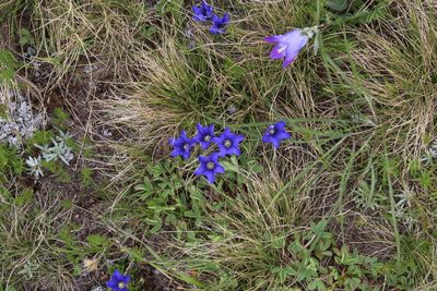 Gentiana dshimilensis, photographed by Dmitriy Bochkov