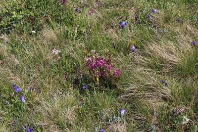 Pedicularis nordmanniana, photographed by Dmitriy Bochkov
