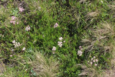 Carum meifolium, photographed by Dmitriy Bochkov
