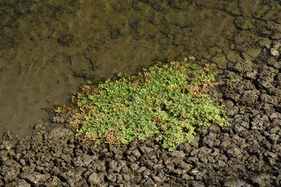 Alternanthera paronychioides, photographed by 國立臺灣博物館