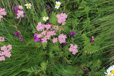 Chaerophyllum roseum, photographed by Dmitriy Bochkov
