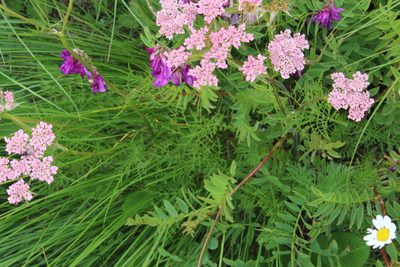 Chaerophyllum roseum, photographed by Dmitriy Bochkov