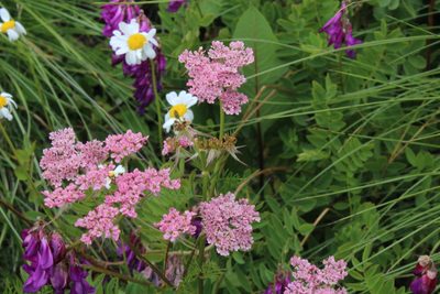 Chaerophyllum roseum, photographed by Dmitriy Bochkov