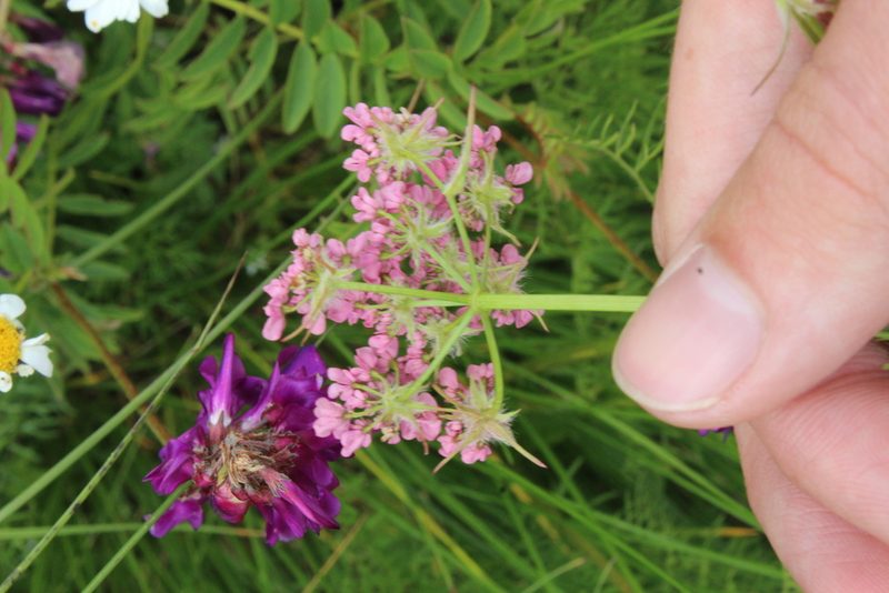 Chaerophyllum roseum, photographed by Dmitriy Bochkov