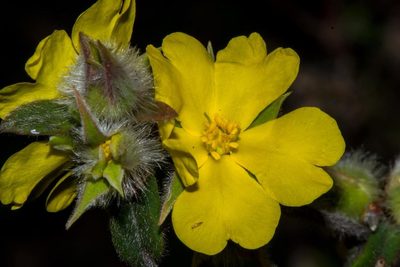 Hibbertia commutata, photographed by T. Hammer