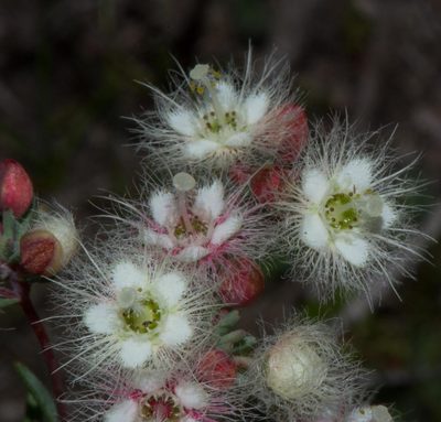 Verticordia huegelii, photographed by T. Hammer