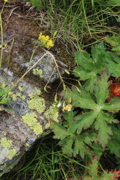 Draba hispida, photographed by Dmitriy Bochkov