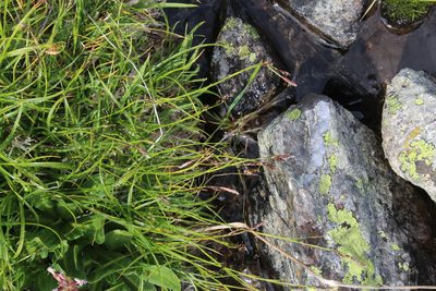 Carex tristis, photographed by Dmitriy Bochkov