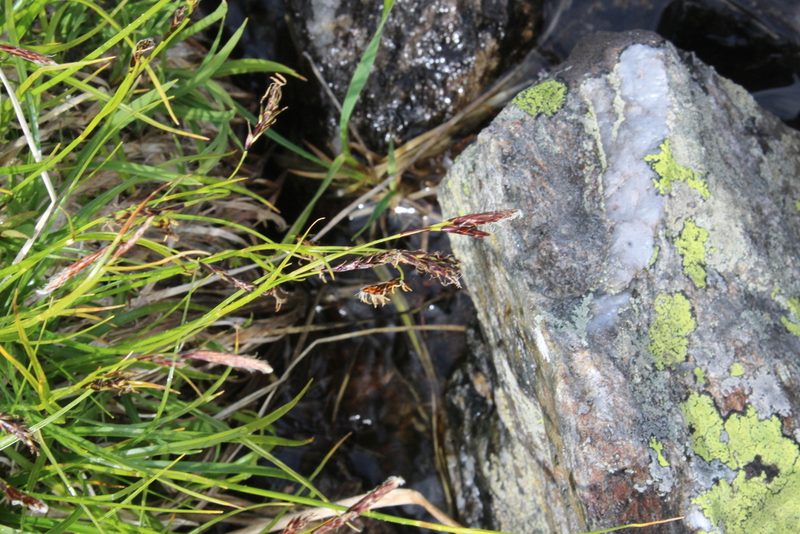 Carex tristis, photographed by Dmitriy Bochkov