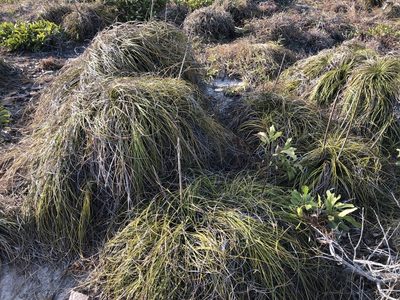 Xanthorrhoea pumilio, photographed by elawrey