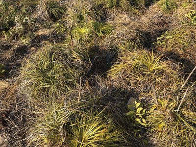 Xanthorrhoea pumilio, photographed by elawrey
