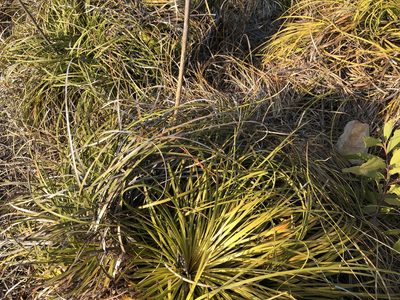 Xanthorrhoea pumilio, photographed by elawrey