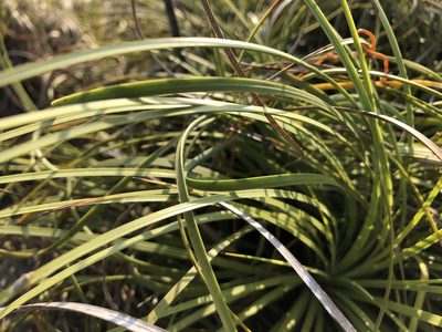 Xanthorrhoea pumilio, photographed by elawrey