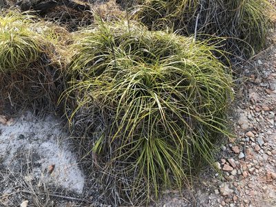 Xanthorrhoea pumilio, photographed by elawrey