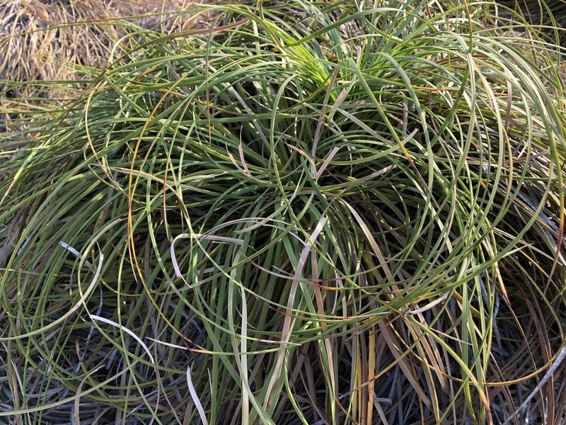 Xanthorrhoea pumilio, photographed by elawrey