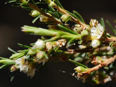 Kunzea linearis, photographed by Bruce Calvert