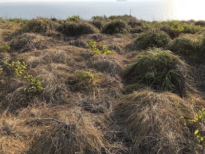 Xanthorrhoea pumilio, photographed by elawrey