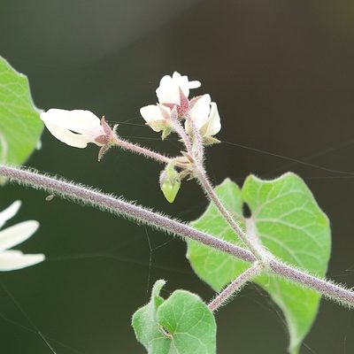 Polystemma cordifolium, photographed by Bill Levine
