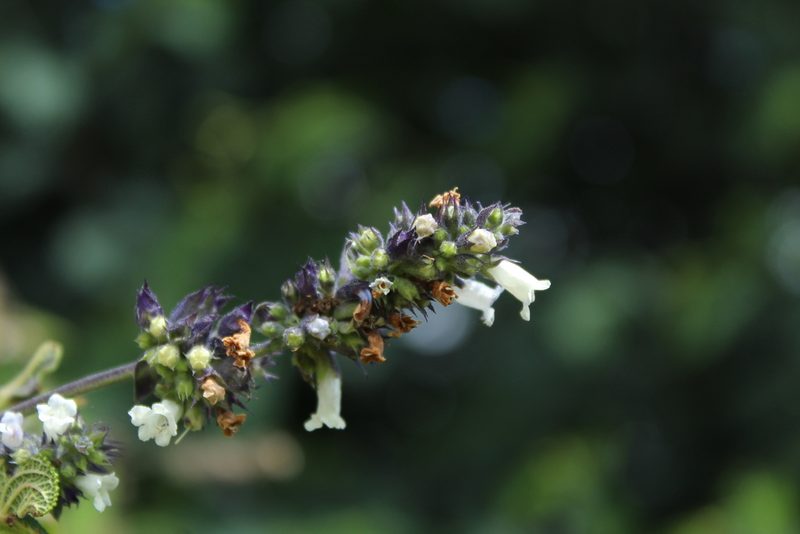 Lepechinia salviifolia, photographed by Andrés Ramírez-Barrera
