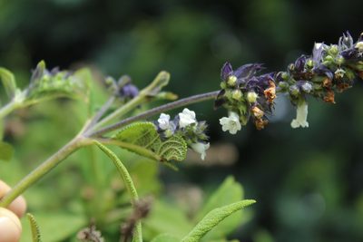 Lepechinia salviifolia, photographed by Andrés Ramírez-Barrera