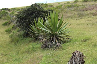 Furcraea cabuya, photographed by Andrés Ramírez-Barrera