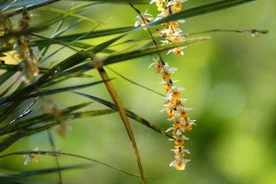 Earina aestivalis, photographed by Jacqui Geux