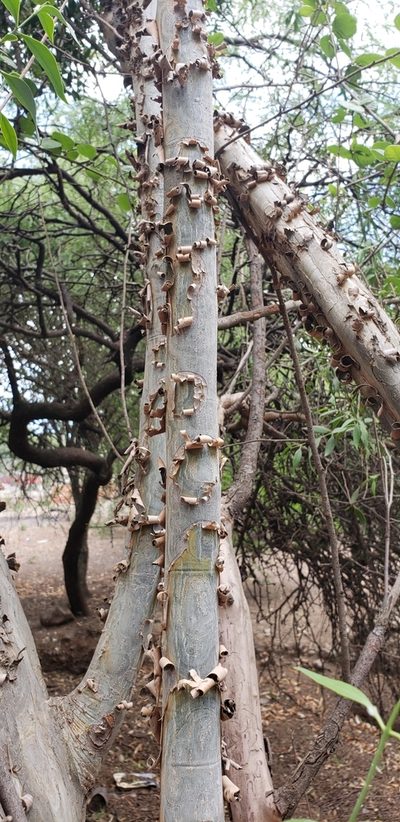 Salta triflora, photographed by Sol Quipildor