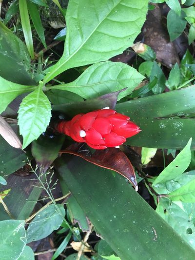 Guzmania desautelsii, photographed by Andra Waagmeester