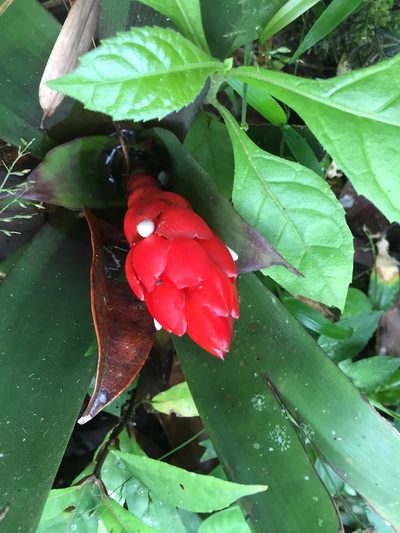 Guzmania desautelsii, photographed by Andra Waagmeester