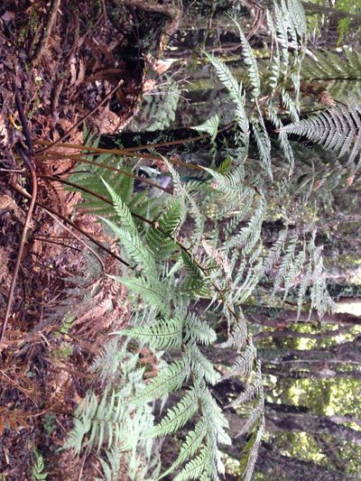 Dicksonia lanata, photographed by Sarah Richardson