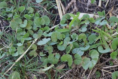 Dichondra microcalyx, photographed by Florencia Grattarola
