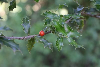 Maytenus ilicifolia, photographed by Florencia Grattarola