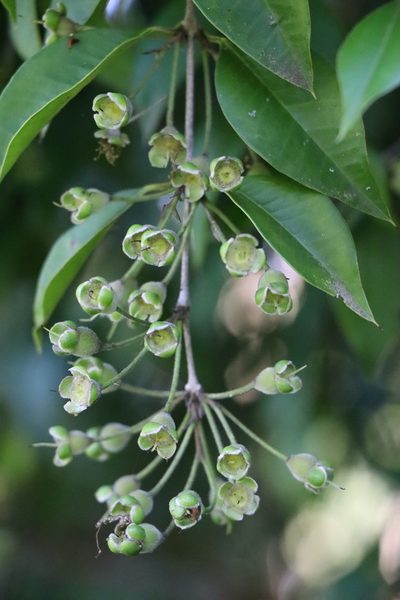 Myrcianthes pungens, photographed by Florencia Grattarola