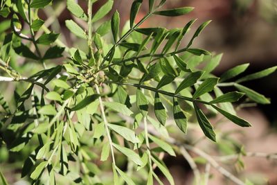 Schinus lentiscifolia, photographed by Florencia Grattarola