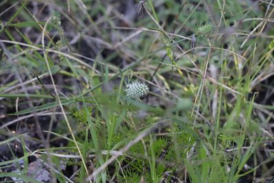 Eryngium echinatum, photographed by Florencia Grattarola
