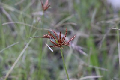 Cyperus corymbosus, photographed by Florencia Grattarola