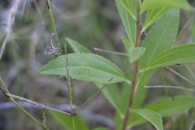 Baccharis punctulata, photographed by Florencia Grattarola