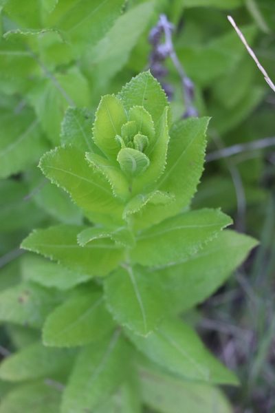 Pterocaulon polystachyum, photographed by Florencia Grattarola